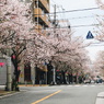 sakura-osaka