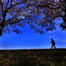 満開の桜樹往来-2(2016桜花-11)