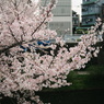 sakura-kyoto