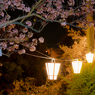 #桜提灯