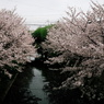 sakura-kyoto2