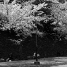 和歌山城の桜 #8