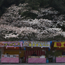 和歌山城の桜 #3