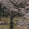 桜見る人々－７