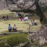 桜見る人々－８