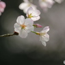 Cherry blossoms 5