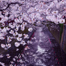 目黒川桜並木2