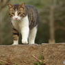 ねこ　その３６