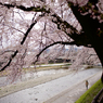 賀茂川の春