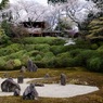 京都の春