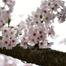 今年最後の桜