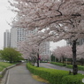 卯月桜ー染井吉野