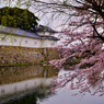 濠端の春景