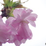 卯月桜ー里桜ー１