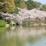 桜満開日