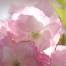 卯月桜ー里桜ー２