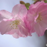 卯月桜ー里桜ー３