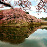 さくらサクラ桜