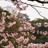 桜と城