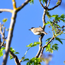 セビージャの野鳥達3
