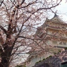 千葉城と桜