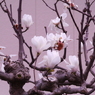 白木蓮