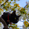 黒猫のジェリーさん。桜の木で遊ぶ。