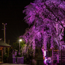 毛谷黒龍神社のしだれ桜その２（2016福井の夜桜シリーズ）