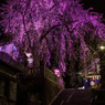 毛谷黒龍神社のしだれ桜その３（2016福井の夜桜シリーズ）