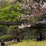 桜見る人々－９