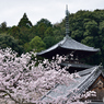 當麻の桜_01