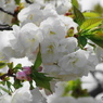 卯月桜ー白妙ー１