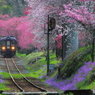 2016花のわたらせ渓谷鐵道②
