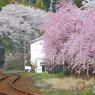 2016花のわたらせ渓谷鐵道⑤