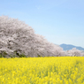 2016.SAKURA