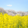 2016.SAKURA