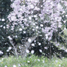 「吹雪く」