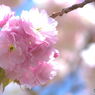 桜の通り抜け　桜