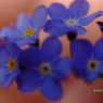 青？紫？の小さな花