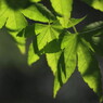 Shadow in leaves