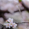 今年最後の小さな春