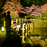 表門夜桜