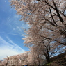 甚六桜③