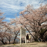 甚六桜⑤