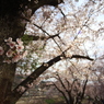 甚六桜⑥
