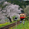 桜キハ200系①