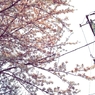 電柱と桜