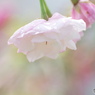 卯月桜ー一葉ー１