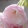 卯月桜ー一葉ー２