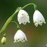 春の花